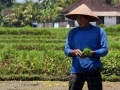 Political, Economic & Social Developments in Indonesia: February 2021 Report