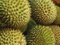 Tropical Fruits of Indonesia: Durian, the "King of Fruits"