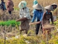 Political, Economic & Social Developments in Indonesia: January 2021 Report
