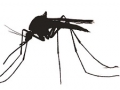 Indonesia Issues Travel Warning to Singapore due to Zika Virus