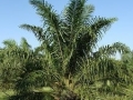 Palm Oil Industry of Indonesia: India to Overtake China as Top Export Market?