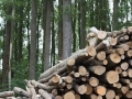 Renewable Energy: the Challenges of Biomass Development in Indonesia
